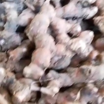 广东红皮南姜，山姜，大量接单，想要的老板请联系