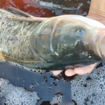 花鲢大头胖头鲢鳙