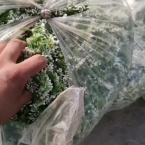精品韭花，有市场花，与酱菜厂的花