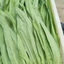 精品油麦菜