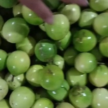 广西钦蜜9号大中小现货大量供应