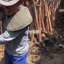 8-15公分占地紫微基地直发