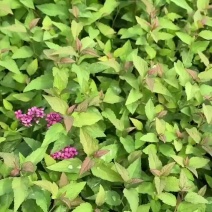 粉花绣线菊小苗，日本绣线菊