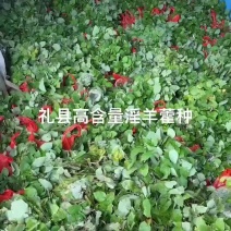 淫羊藿苗子，大量接单
