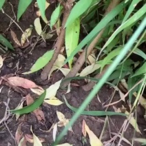 毛桃树苗大量上市毛桃树苗李树苗梨树苗