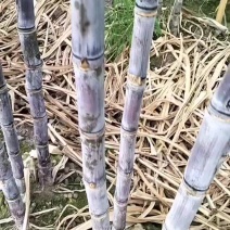 韶关甘蔗在十月一号开始上市了须要的老板们可以联系