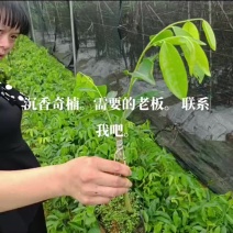 正中广东茂名电白观珠镇河洞沉香奇楠需要货的朋友老板联系我