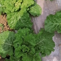 贵州麻叶菜