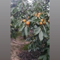 吊红柿子