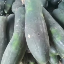 黑冬瓜