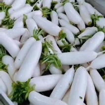 高山白萝卜
