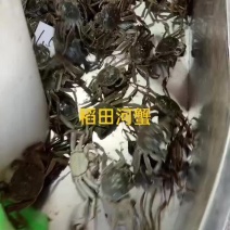 稻田河蟹