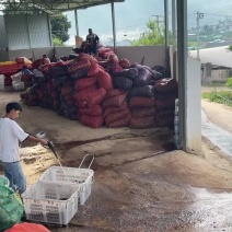 2024年新货夏威夷果原料及成品批发