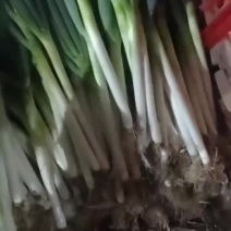 铁杆大葱，全国供应，质量优，物美价廉，有需要的可以联系我