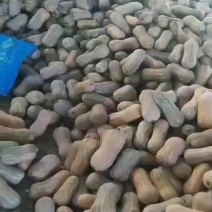 773品种南瓜