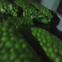山西青皮核桃大量出售