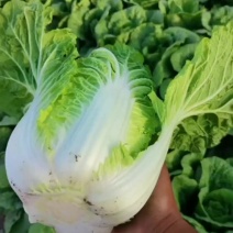 白菜