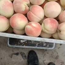 千亩桃园基地中秋王桃大量上市中有需要联系我哦！？
