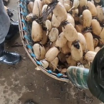 阜南精品莲藕一手货源，保质保量诚信经营货源充足