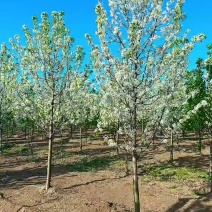 彩叶豆梨5-15公分清地出售中