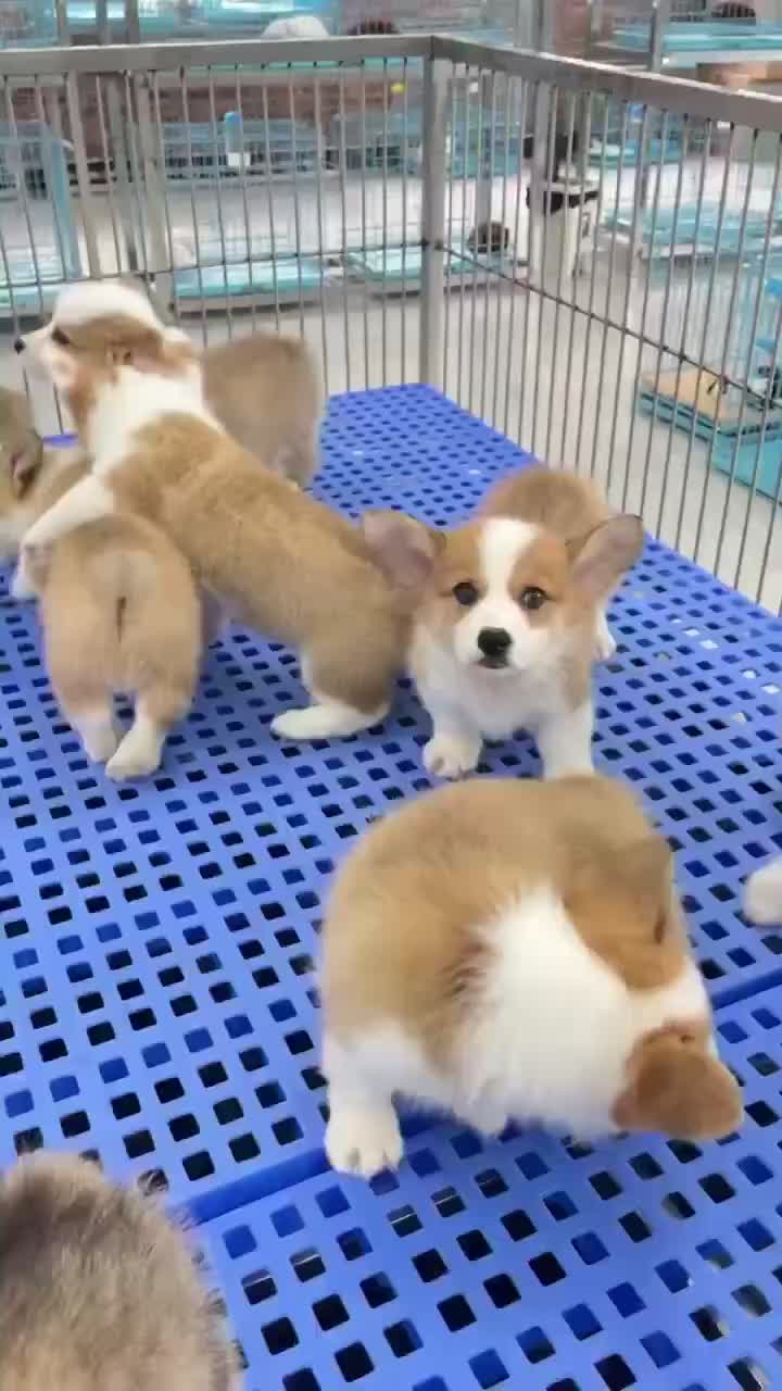 柯基犬批发]柯基幼犬价格200.00元/个- 一亩田