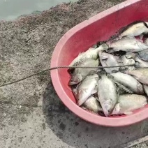 桂花鱼鳜鱼活鱼养殖的有需要联系我货在扬州高邮塘口价，