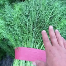 精品茴香