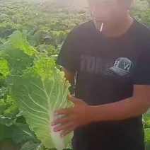 沙地白菜甘蓝