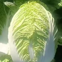 辽宁，代收代办保质保量长期供货