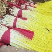 优质蒜黄精品干黄无干叶产地直销一手货源