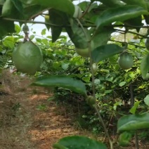 亲蜜九号黄金百香果
