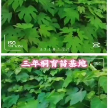 千亩油桐树苗批发，买油桐苗请选择重庆俊尧专业油桐培育公司