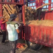 大量出售6-15公分占地紫微，基地直发