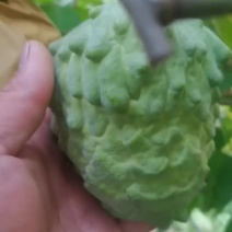 释迦果