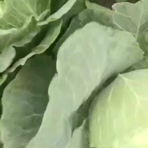 圆包菜圆包菜甘蓝甘蓝大头菜