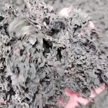 免洗地皮菜，大块