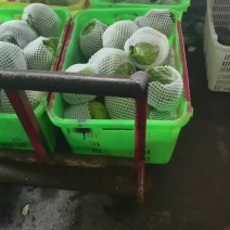 甘蓝圆包菜包大量上市产地直供一手货源品质保证诚信经营欢迎