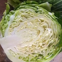 精品甘蓝电商市场都可走，需要的联系