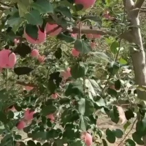 早熟高山富士苹果