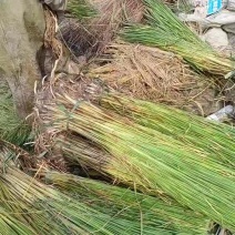 香蒲