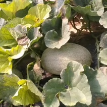 晓蜜25