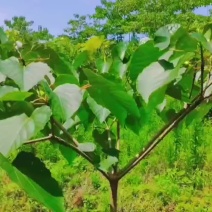 良种油桐华桐1号，买油桐苗请选择重庆俊尧专业油桐培育公司