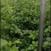 大杯苗罗马品种