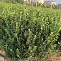 卫矛基地