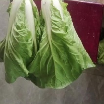 优质露天五号白菜