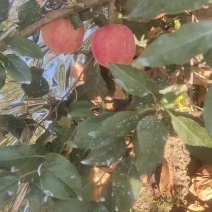 出售岳阳红苹果
