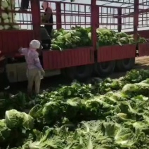 精品大白菜，大量有货