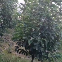 精品玉兰5---12公分海量供应，优质苗木，全国发货