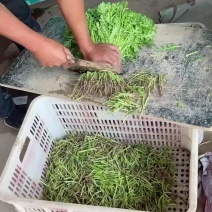 精品茼蒿