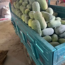 河南水果冬瓜小冬瓜产地发货一手货源质量保证发全国